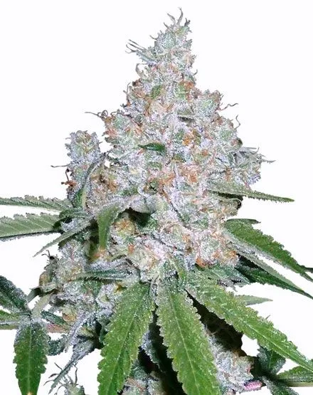 Buy Power Plant Feminised Seeds | MSNL Seeds UK