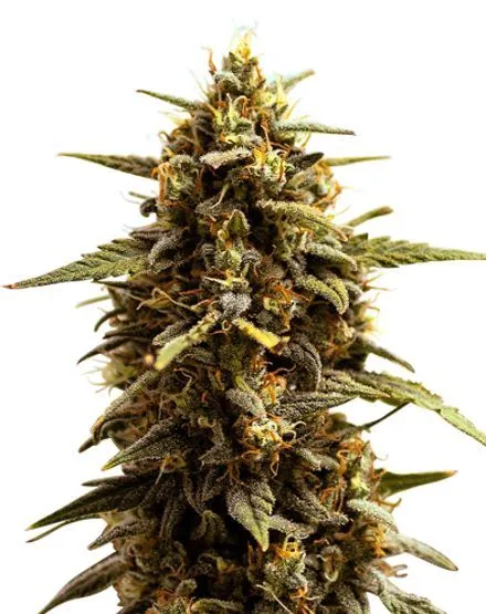 Buy Zkittlez Autoflower Seeds | MSNL Seeds USA