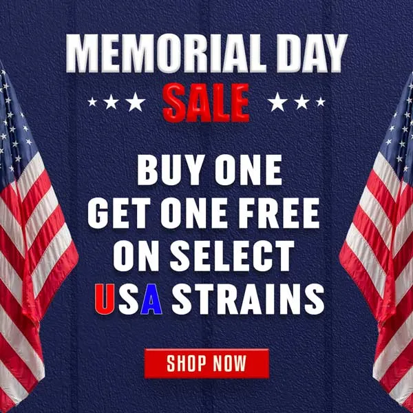 MSNL Memorial Day Sale 2025