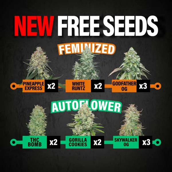 MSNL New Free Seeds Dec 2025