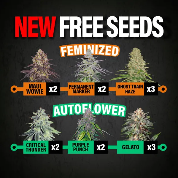 MSNL New Free Seeds Oct 2025