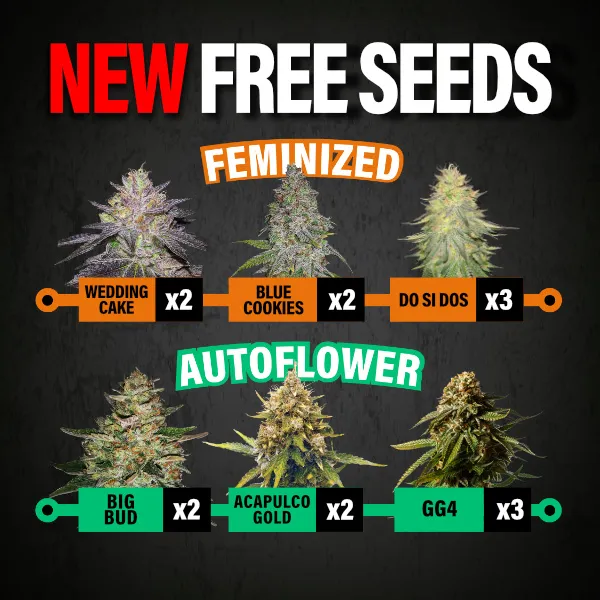 MSNL New Free Seeds Jan 2026