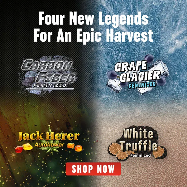 New Strain Release