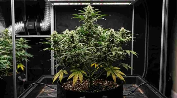 Autoflower Leaves Turning Yellow: Causes, Symptoms & How to Fix Them