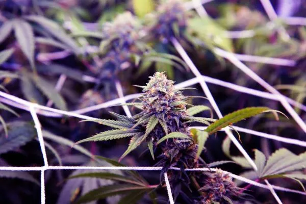 Purple Haze Strain Review: Beyond the Legendary Name