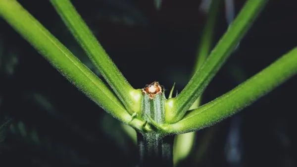 When to Start Fimming Cannabis: A Beginner’s Guide to FIMming Weed