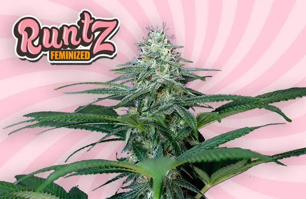 Runtz Strain Review: Is This Sweet Hybrid Worth the Hype?