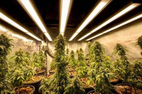 How to grow marijuana indoors without smell