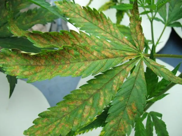 Calcium Deficiency in Cannabis: Symptoms, Causes and How to Fix It
