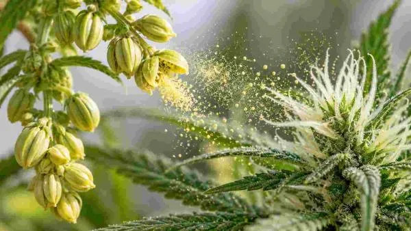Cannabis Pollen for Breeding: How to Collect, Store and Use Pollen
