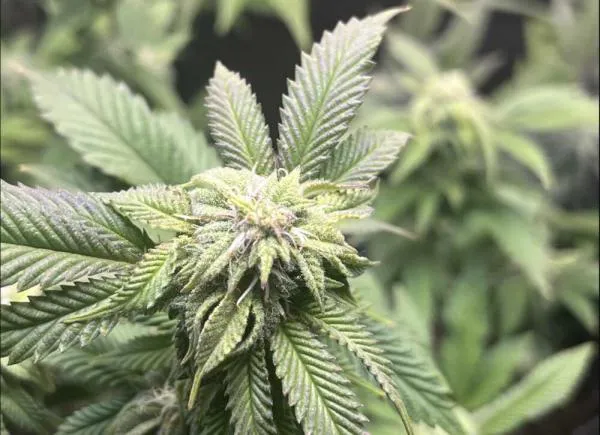 Cereal Milk Strain Review: Effects, Flavor & Growing