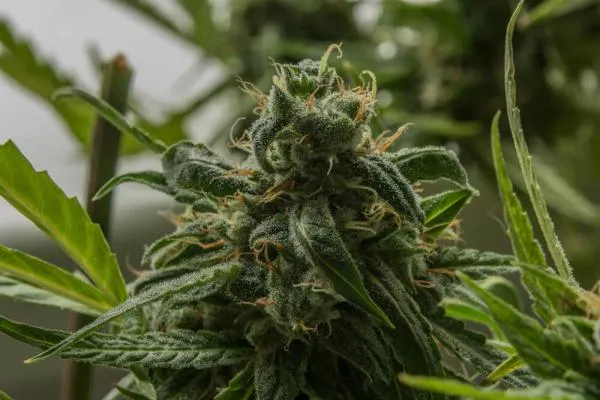 OG Kush Strain: The Story Behind the California Classic