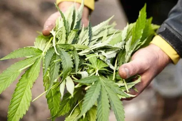 Cannabis Fan Leaves: What They Do, When to Remove Them and How to Use Them