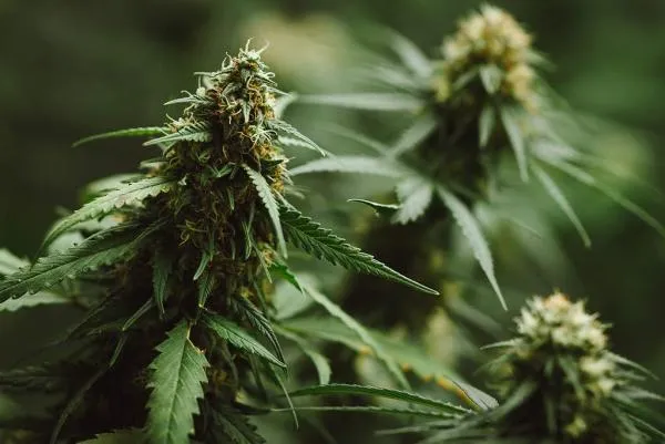 How to Add CO2 to a Cannabis Grow Room: PPM, Setup and Safety