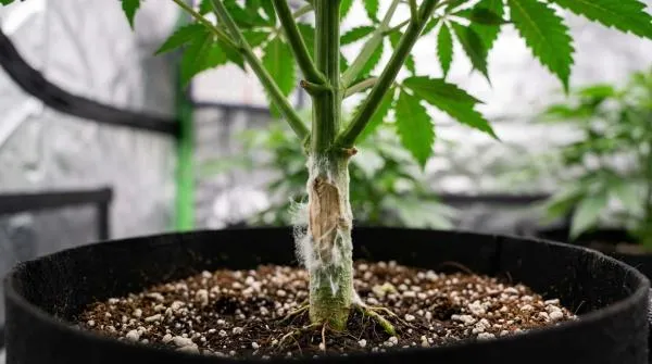 White mould on Cannabis (Sclerotinia): How to Identify, Treat and Prevent Stem and Root Infections