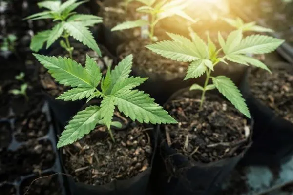 Do Autoflowering Plants Produce Seeds?