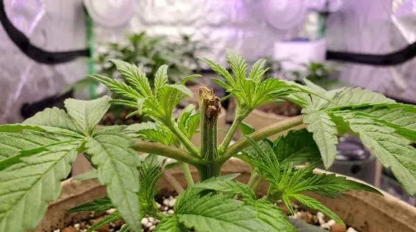 Can You FIM an Autoflower? A Step-by-Step Guide