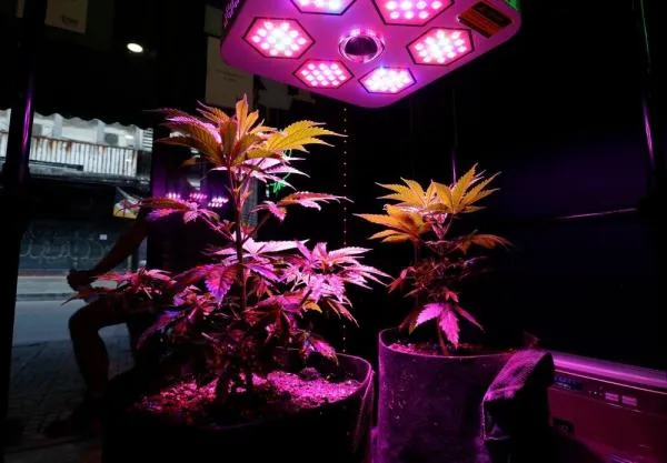 How many autoflowers can you grow in a tent? Grow tent size guide