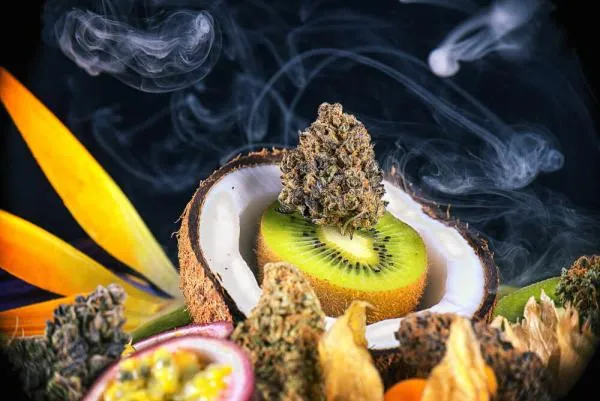 What Are Terpenes in Cannabis? Effects, Types and THC Explained