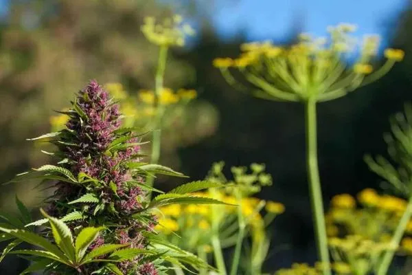 How to Make Weed Purple: Why Does Weed Turn Purple?