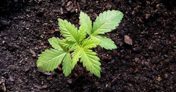 How to Grow Organic Cannabis: A Beginner’s Guide