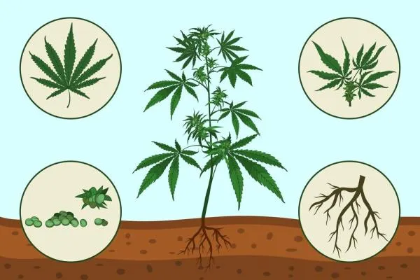Cannabis Anatomy: Parts of a Cannabis Plant Explained