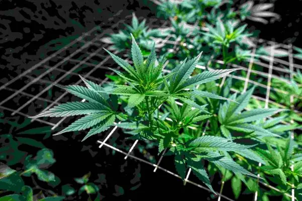 How to Scrog Autoflowers: A Complete Guide to Bigger Yields