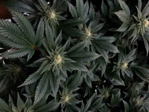 Godfather OG Strain Review: Potency, Flavor, Effects and Grow Info