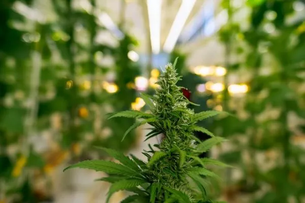 How long does it take to grow cannabis?