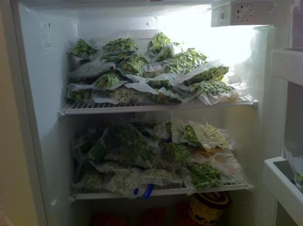 Freezing Weed: The Cold Truth About THC, Flavor and Freshness