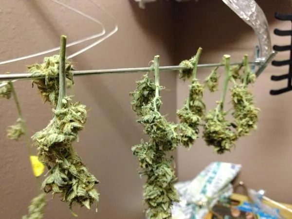 Airy Cannabis Buds: What Causes Loose Marijuana Buds and How to Fix Fluffy Buds Before and After Harvest