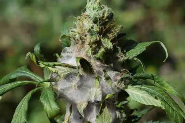 Types of mould on cannabis plants