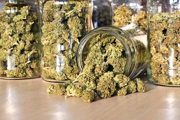 Beginners Guide to How to Cure Cannabis
