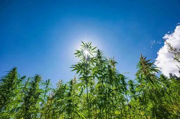 How to Grow Weed Outside: The Best Outdoor Grow Setup for Beginners
