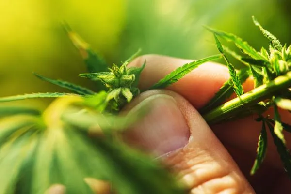 How to Grow Regular Cannabis Seeds: Step-by-Step Guide