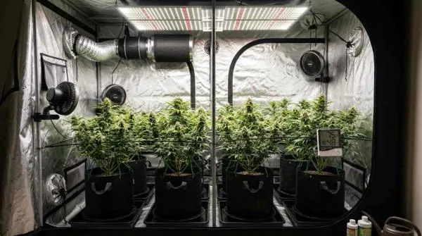 How to maximise autoflower yields