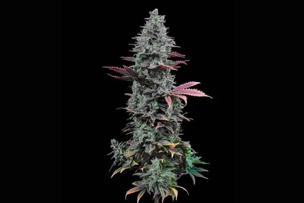 Inside the GG4 Cannabis Strain: What New Growers Need to Know