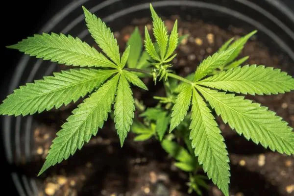 Do autoflowers stretch during flowering?