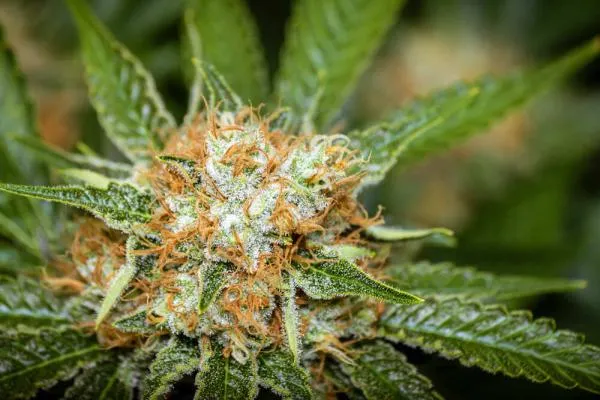 What Are the Orange Hairs on Weed? Cannabis Pistils Explained