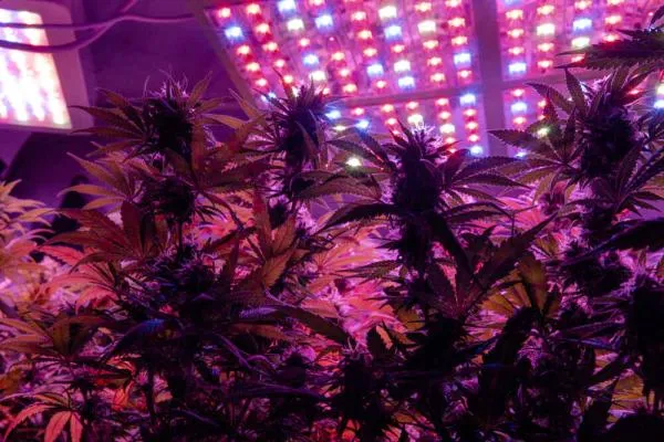 How to set up an LED grow room