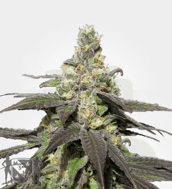 Everything You Need to Know About the Wedding Cake Strain