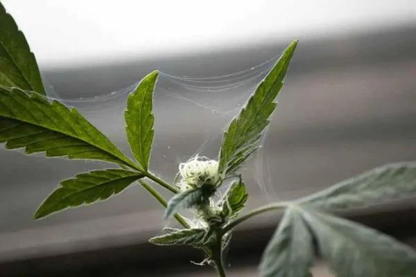 Spider Mites on Cannabis: How to Identify, Prevent and Remove Them