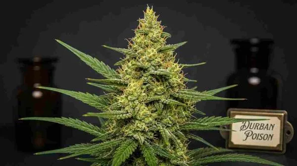 Durban Poison Strain: The South African Sativa That Still Stands Tall