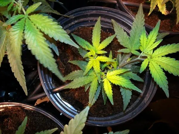 Sulfur Deficiency in Cannabis: Symptoms, Causes, and Fixes