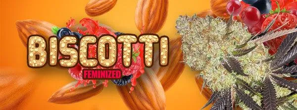 Biscotti Strain Review: Genetics, Effects & Growing Guide