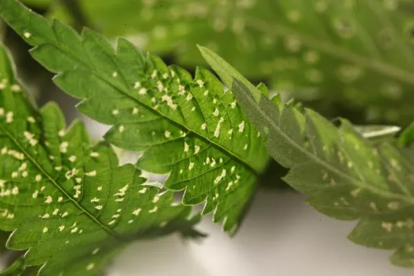 Common Cannabis Pests: How to Identify and Prevent Them