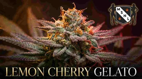 Lemon Cherry Gelato Strain Review: Everything New Growers Should Know