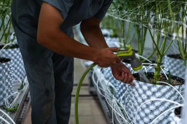 How to flush cannabis plants