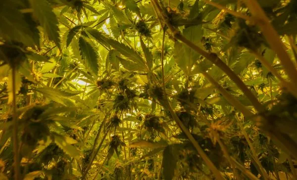 The Master Kush strain