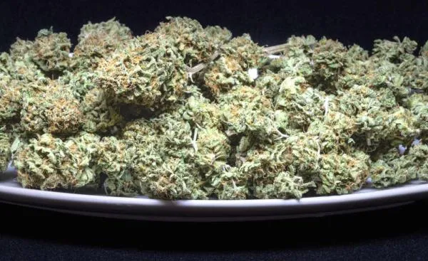 Cheese Strain Guide: Bold Flavor, Classic Genetics, Lasting Appeal